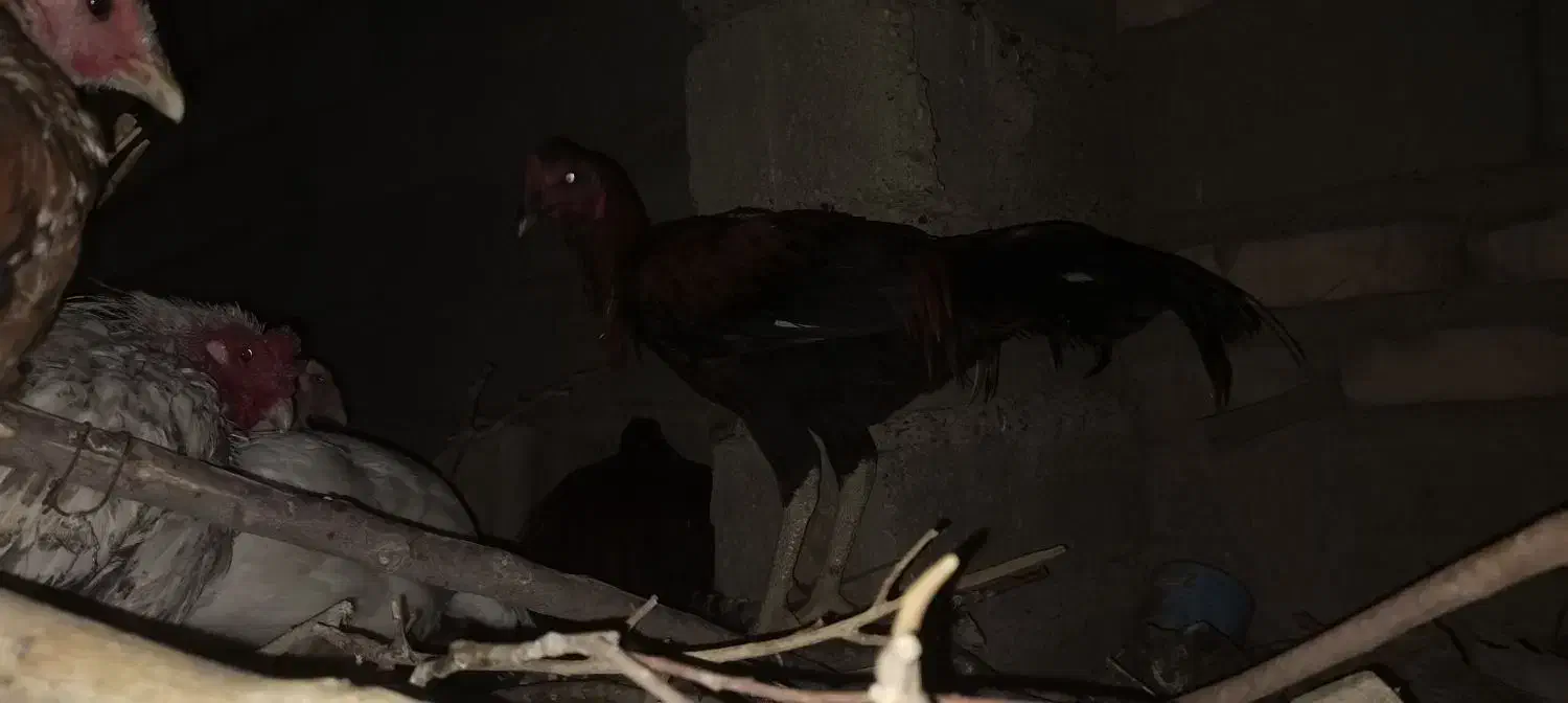 خروس اصیل لاری|حیوانات مزرعه|جزنیک, |دیوار