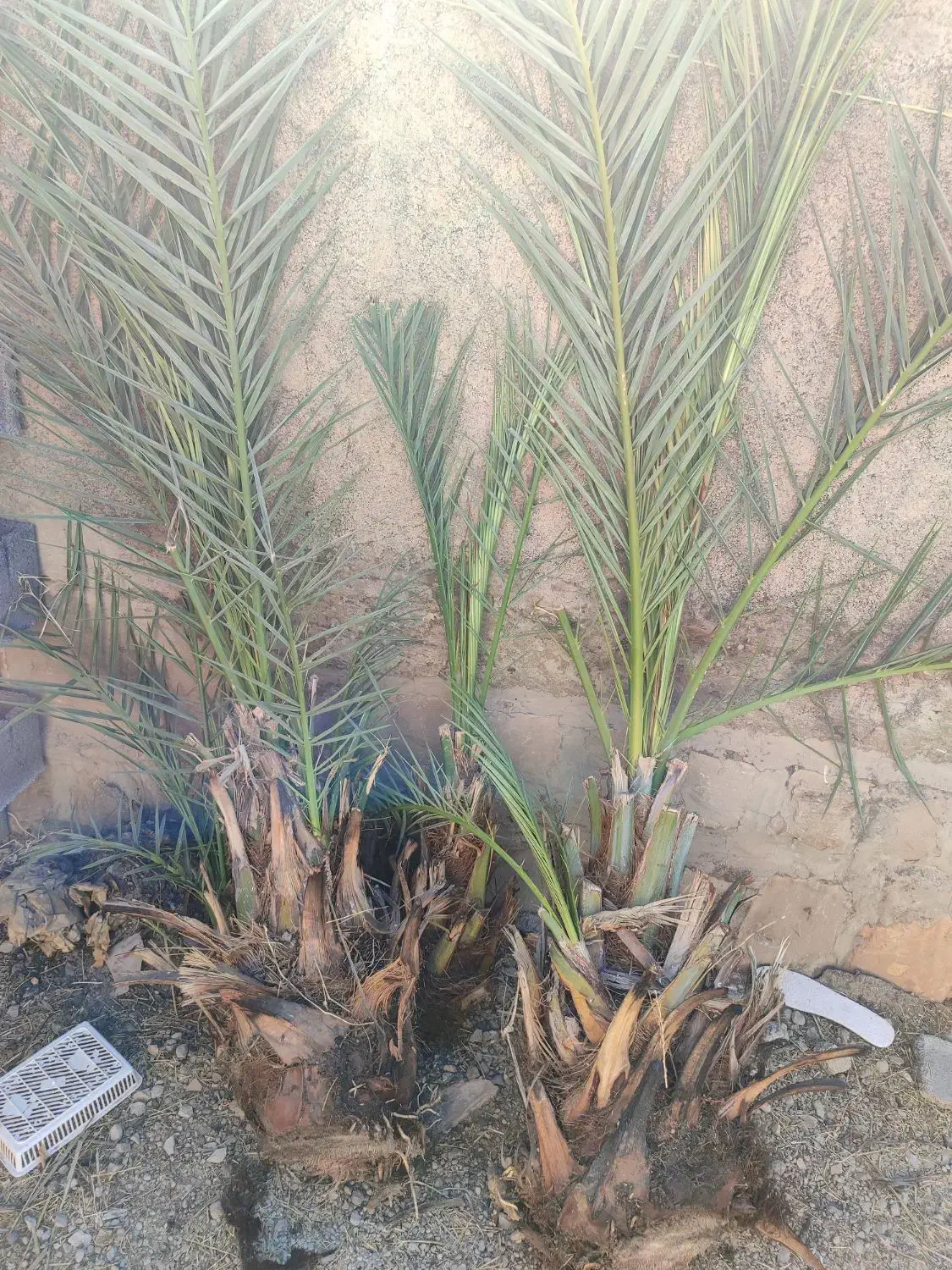 پاجوش نخل خرما خاصی، کبکاب|گل و گیاه طبیعی|سوق, |دیوار