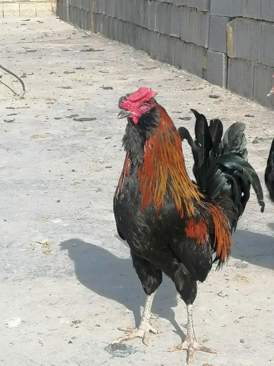 خروس|حیوانات مزرعه|شیراز, گچی|دیوار