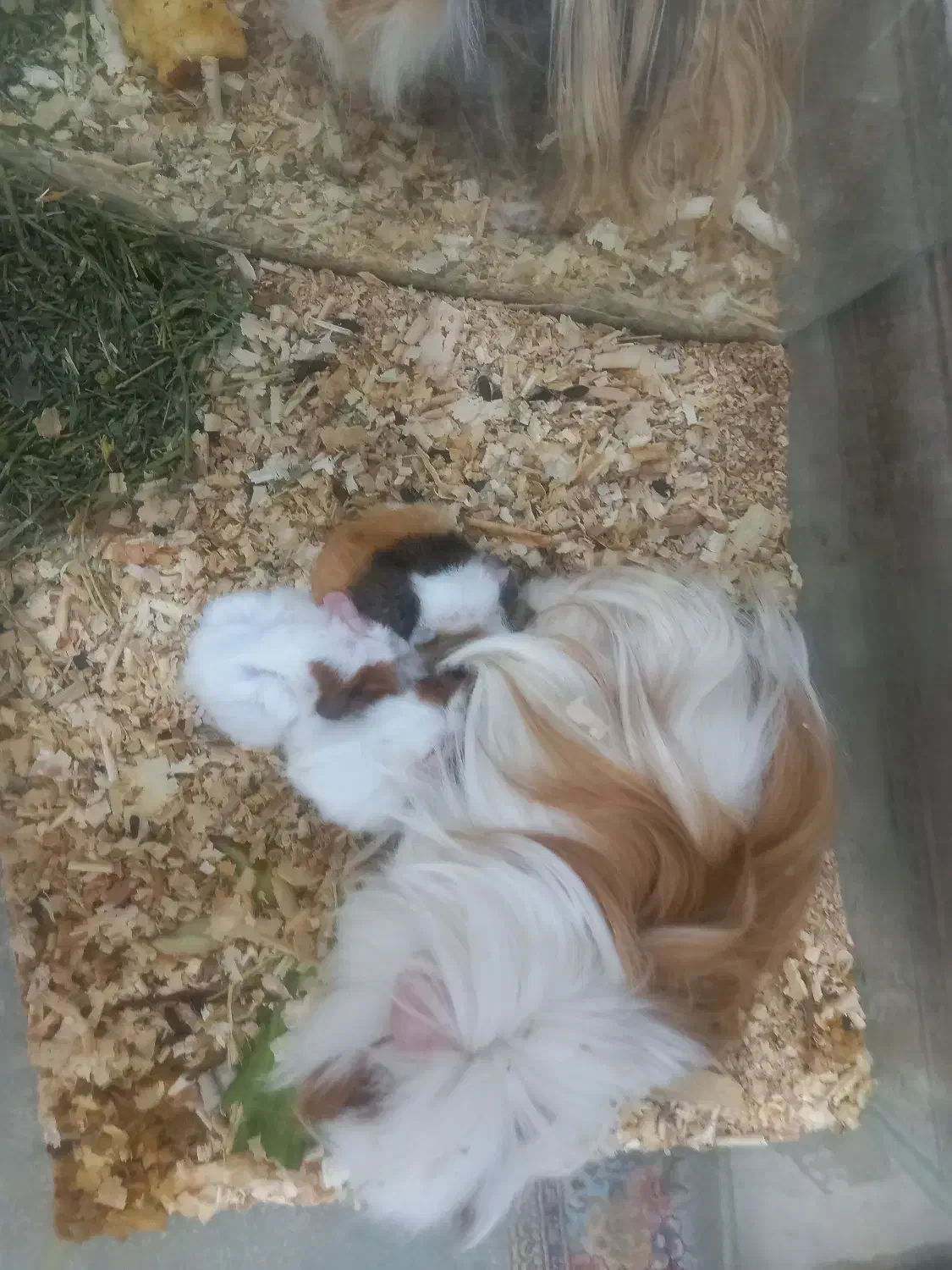 خوکچه هندی|موش و خرگوش|اندیشه, اندیشه فاز ۵|دیوار