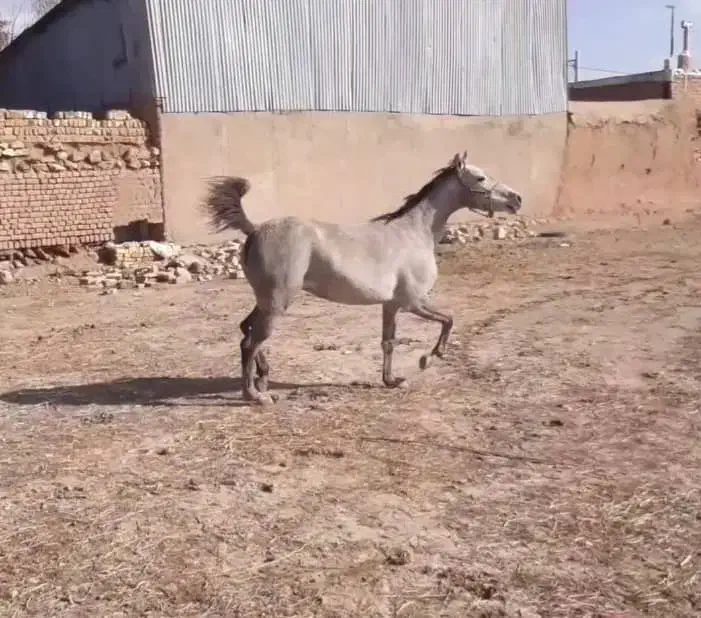 اسب مادیان و کره نریان|اسب و تجهیزات اسبسواری|شهریار, شهریار|دیوار