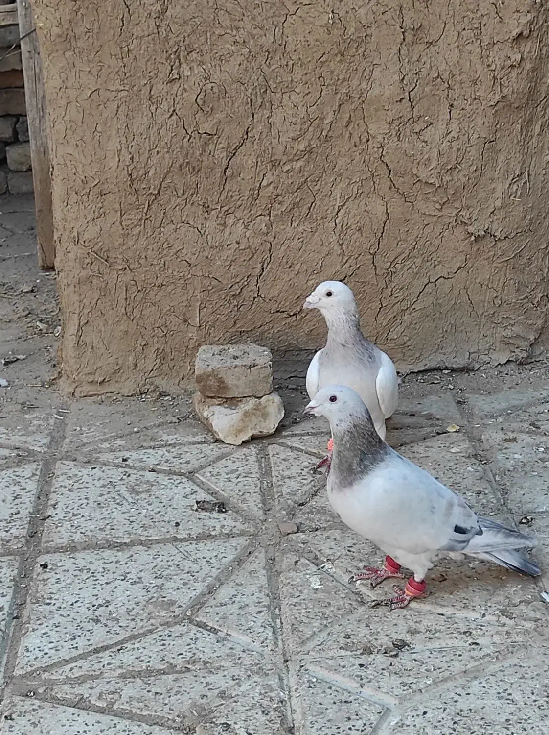 جفتگاهی سالم|پرنده|نیشابور, خیام|دیوار