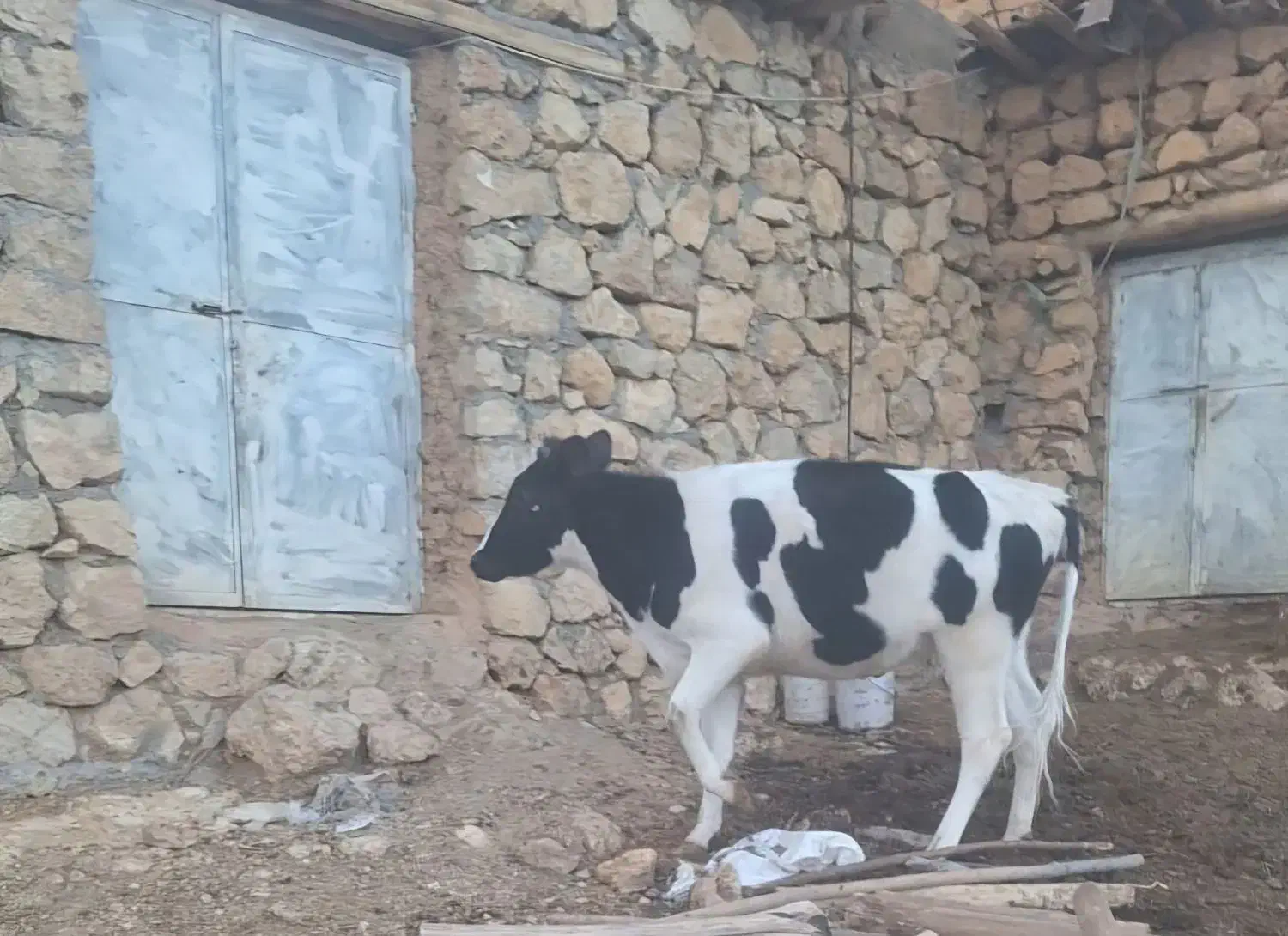 گوساله ماده|حیوانات مزرعه|قیروکارزین, |دیوار