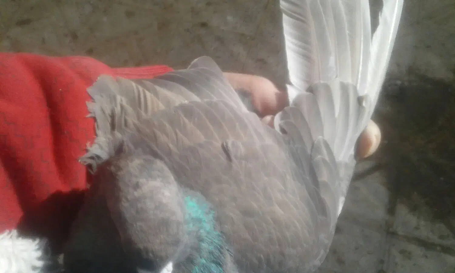 کبوتر جفت کله ای هندی|پرنده|شاهین‌شهر, خبرنگار|دیوار