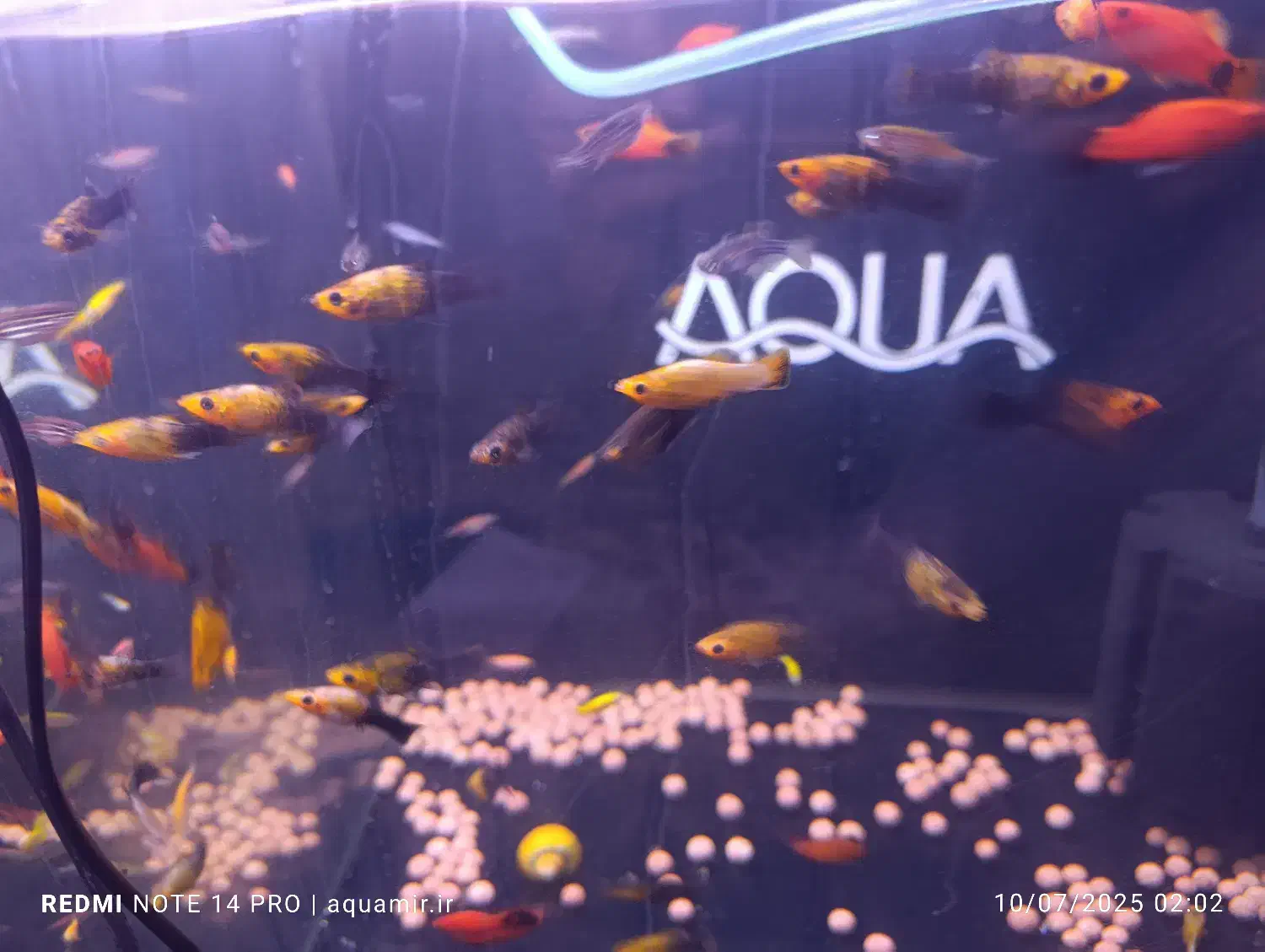 فروش مولی پاندا زیبا، سالم و فعال|ماهی|کرمان, |دیوار