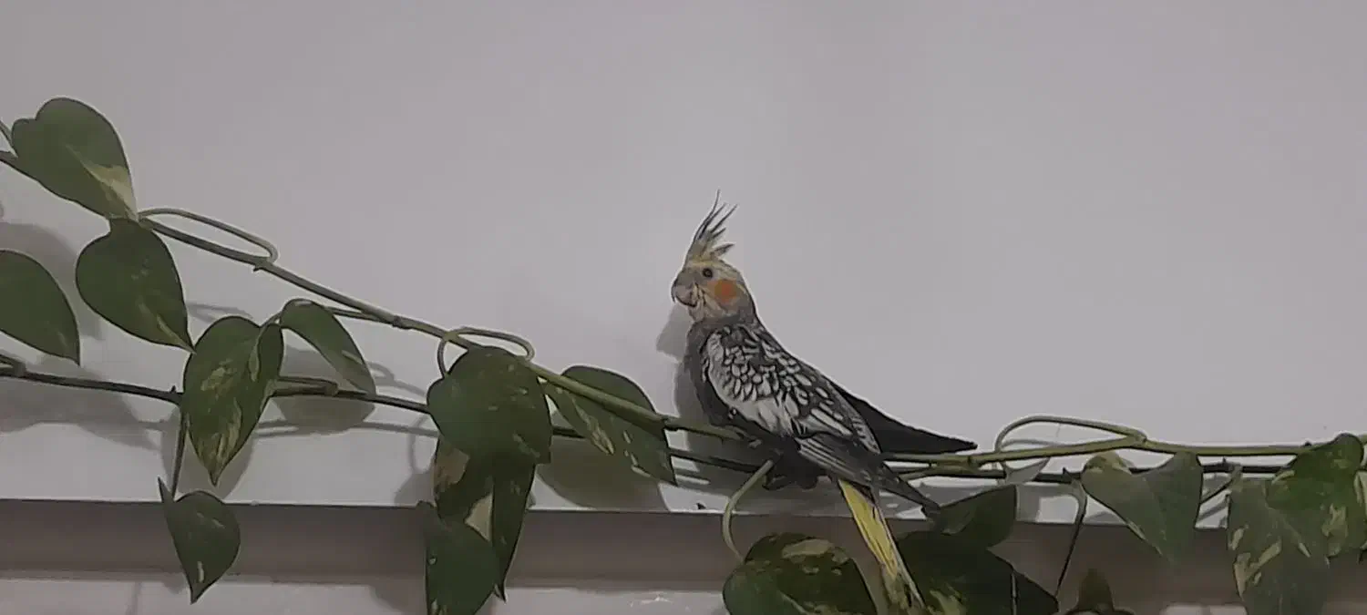 عروس هلندی گلباقالی|پرنده|اهواز, زندوکیلی|دیوار