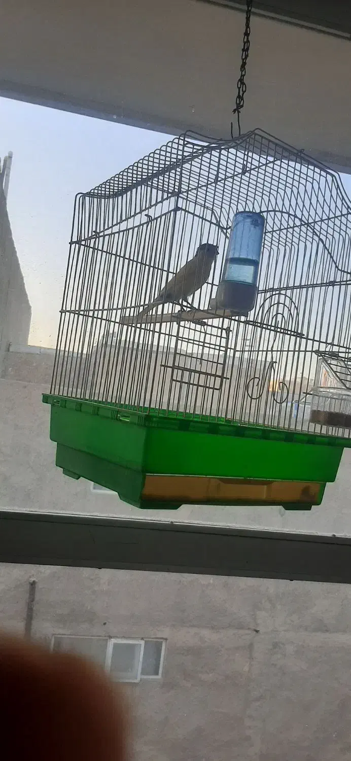 قناری نر جوان و قرص بخوان|پرنده|قزوین, |دیوار