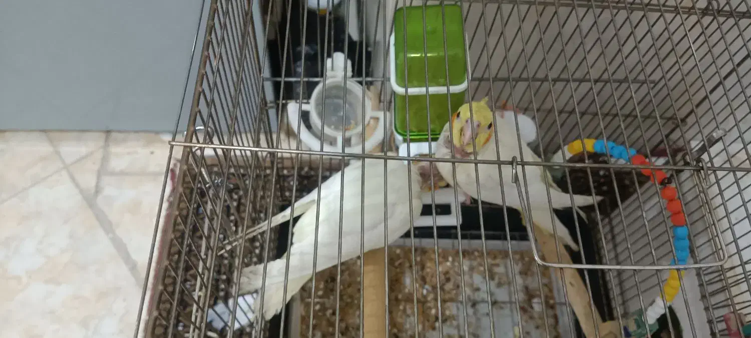 دو دانه جوجه عروس هلندی تازه دون خورشده|پرنده|دالاهو, |دیوار