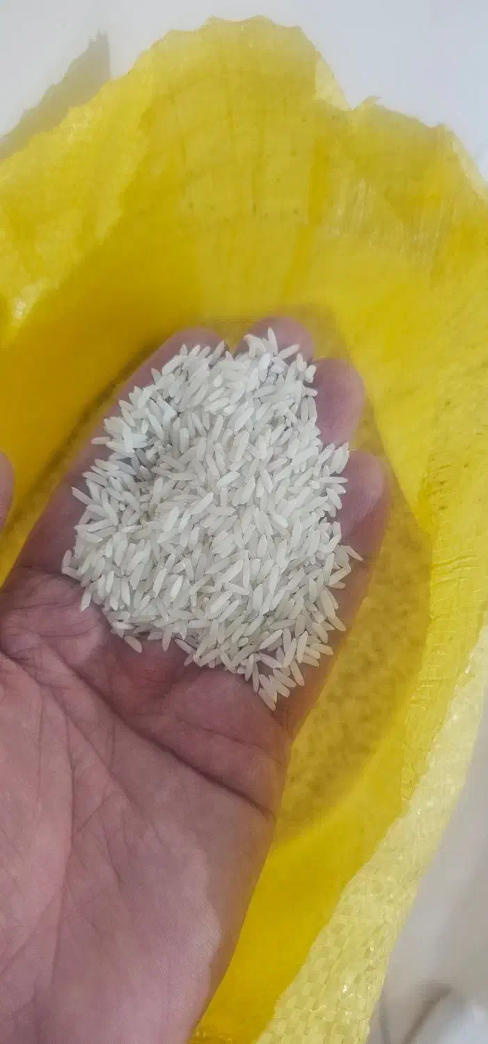 برنج هاشمی درجه ۱|خوردنی و آشامیدنی|شیراز, ریشمک|دیوار
