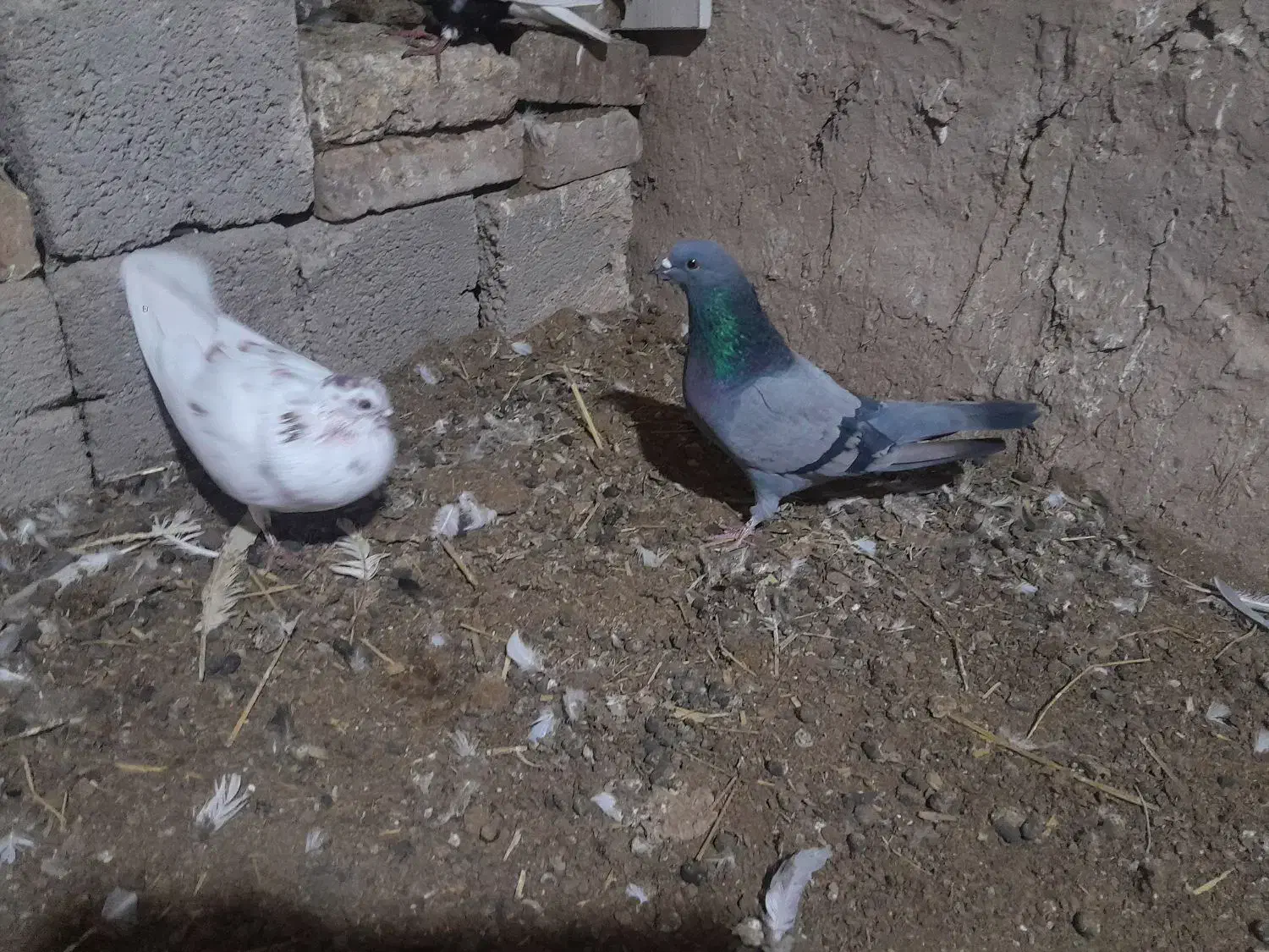 کبوتر|پرنده|پلدشت, |دیوار