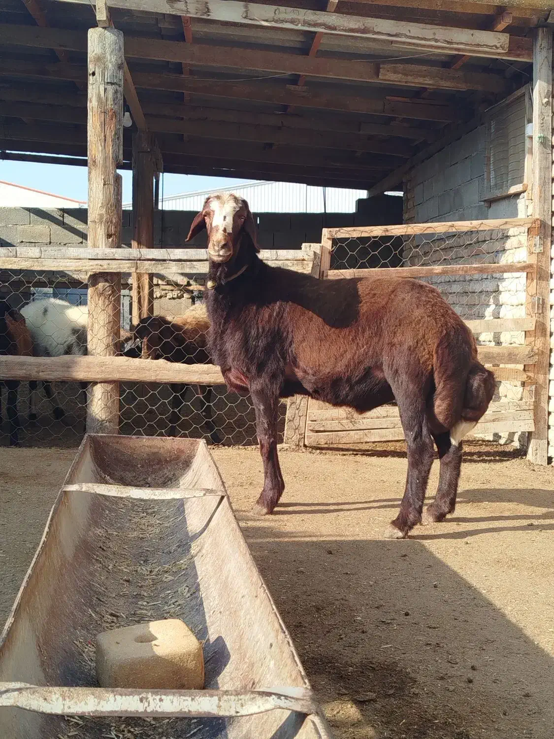 حیوان|حیوانات مزرعه|گمیشان, |دیوار