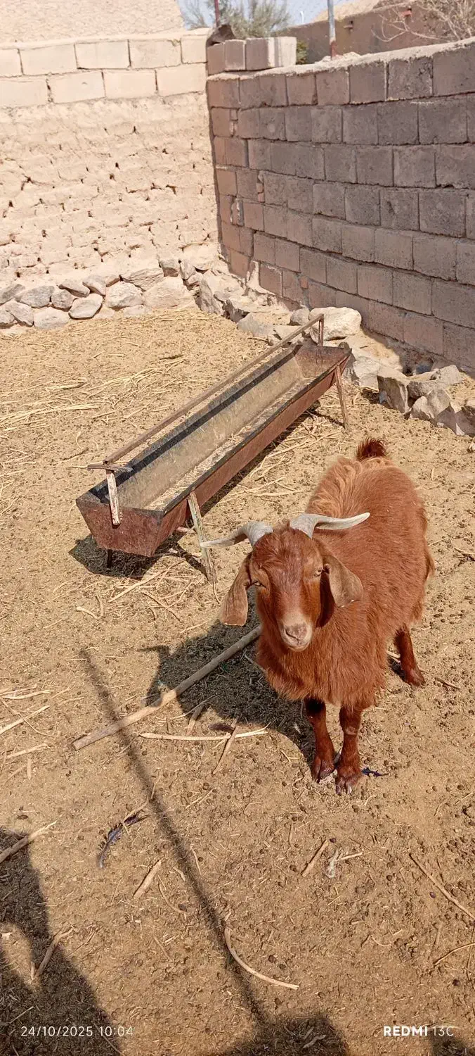 بزغاله دورگه|حیوانات مزرعه|گزیک, |دیوار