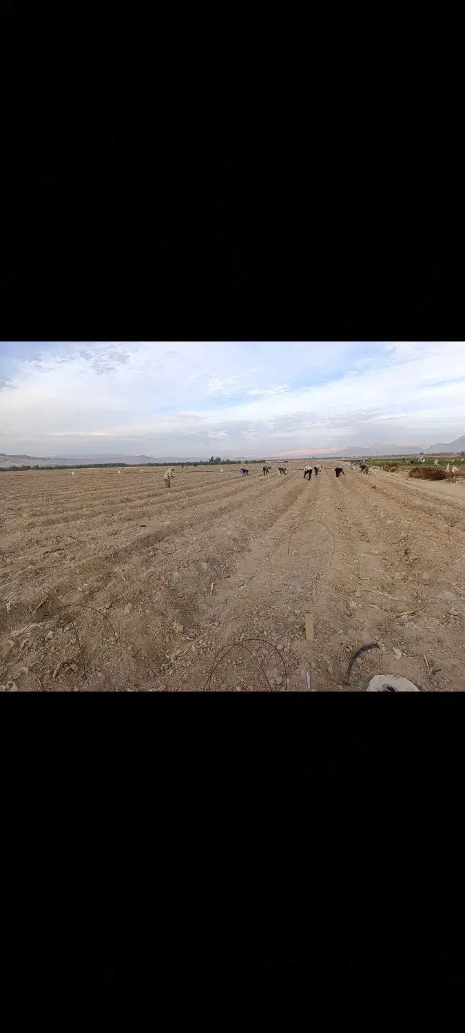 اجاره ۵زمین کشاورزی با کف کش برقی با ۶ اینج اب|اجارهٔ دفتر صنعتی، کشاورزی، تجاری|قیروکارزین, |دیوار