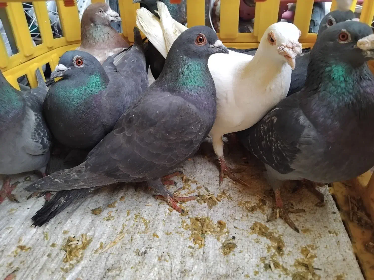 کبوتر افغان|حراج|میانه, |دیوار