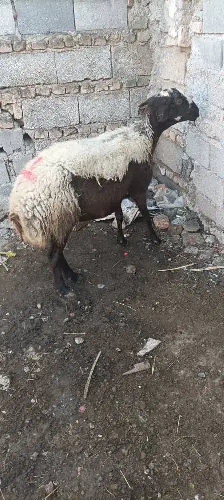 گوسفند سه ماه آبست|حیوانات مزرعه|سنگدوین, |دیوار