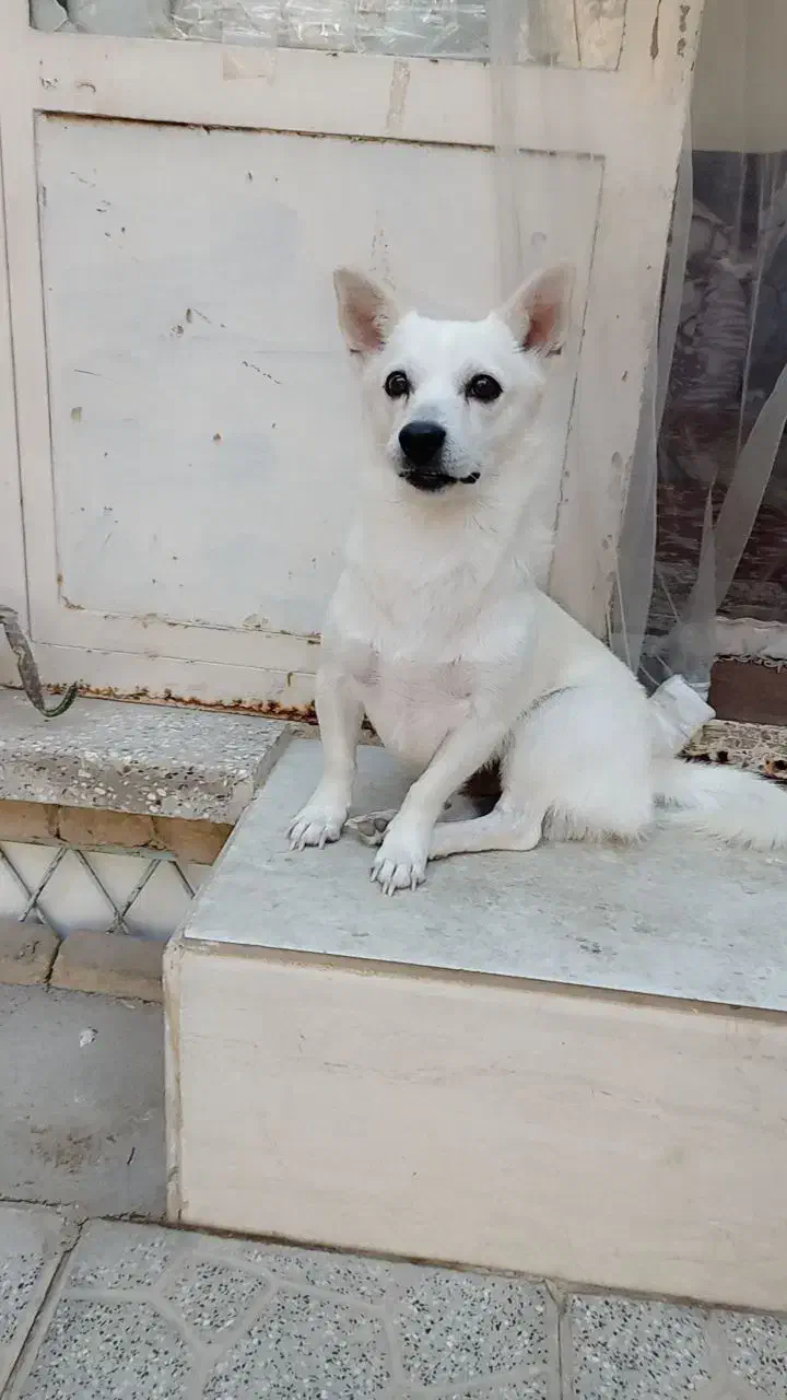 سگ اشپیتز|سگ|یزد, |دیوار