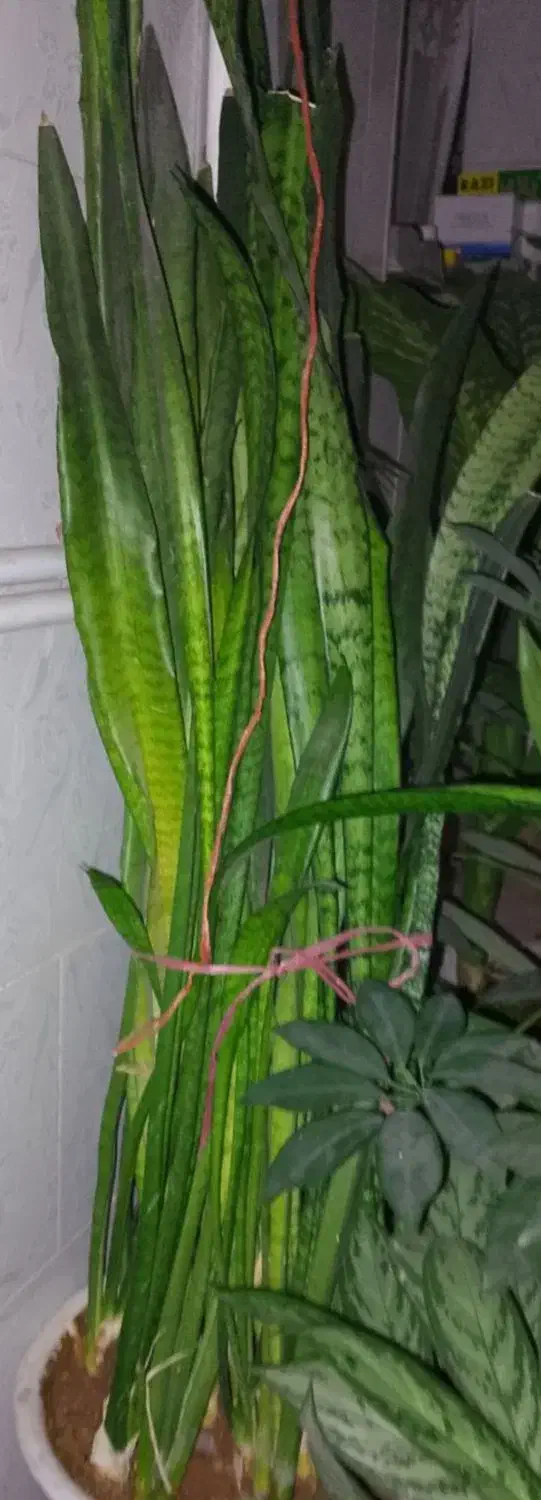 سانسوریا|گل و گیاه طبیعی|کوهدشت, |دیوار