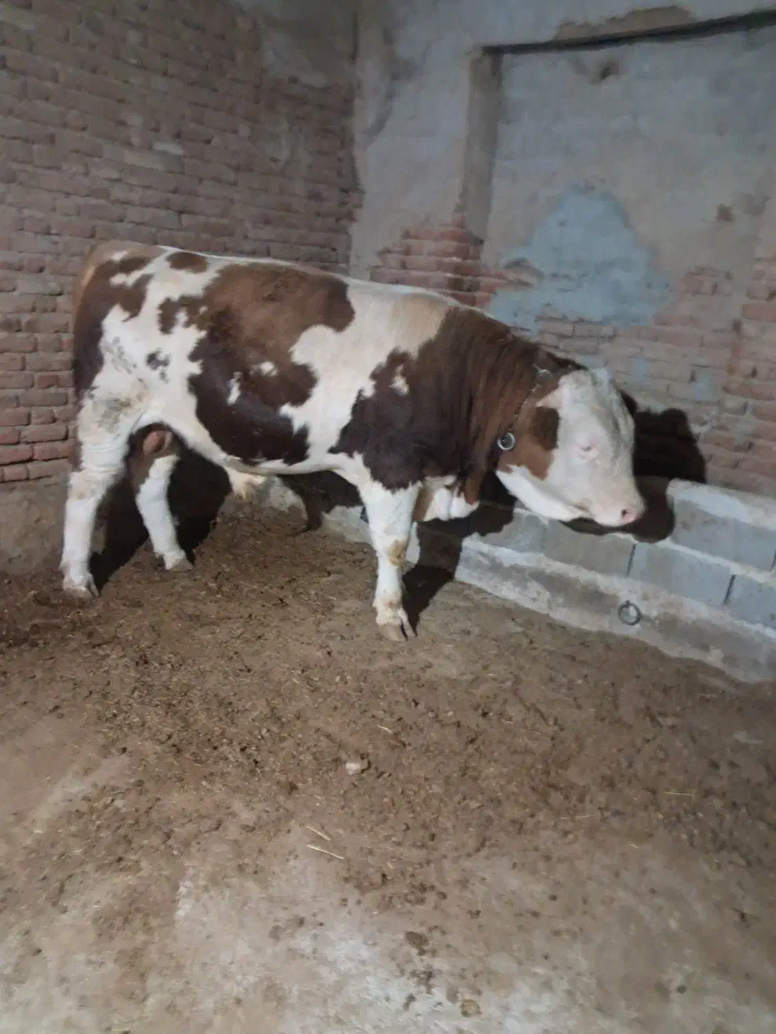 توافقی|حیوانات مزرعه|بناب, |دیوار