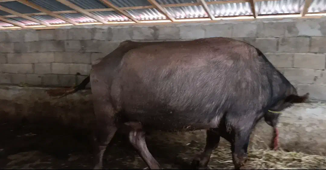 گاومیش دورگ چاق اماده کشتار|حیوانات مزرعه|رضوانشهر, |دیوار
