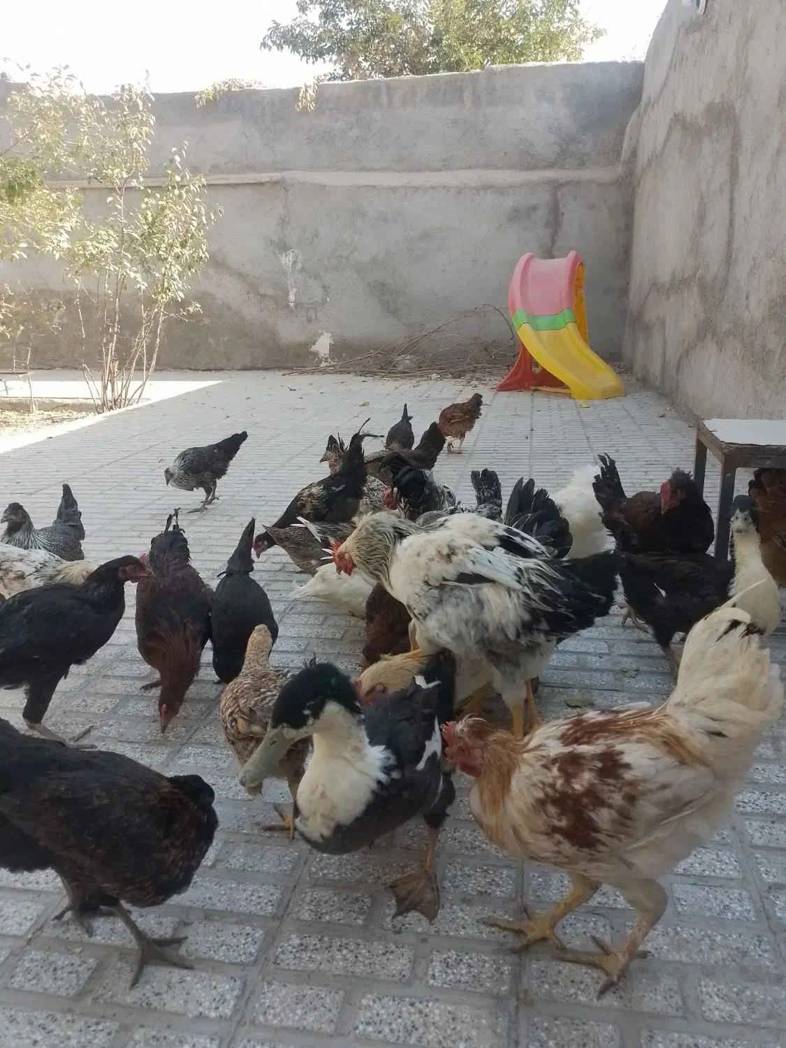 تعداد۲۸تامرغ وخروس۵ماه آماده تخم|حیوانات مزرعه|تربت‌حیدریه, حسنی بالا|دیوار