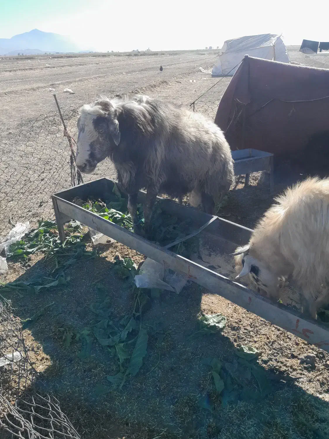 باسلام ۳تا قورچ چاق قصابی جوان بفروش میرسد|حیوانات مزرعه|نهاوند, |دیوار