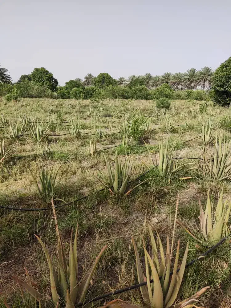 برگ تازه آلوئه ورا|گل و گیاه طبیعی|توکهور, |دیوار