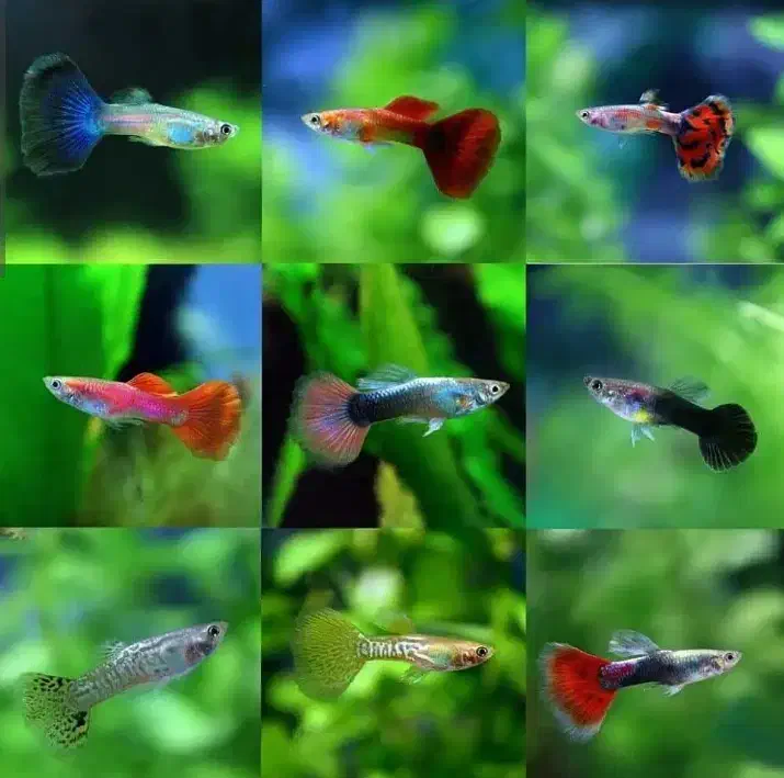 ماهی گپی مولد و پیش مولد|ماهی|مشهد, امیر المومنین|دیوار