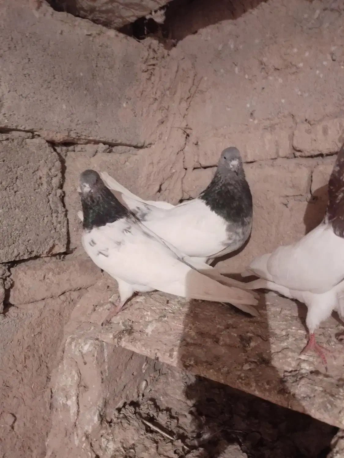 تعداد ۳۰ عدد کبوتر کله ای|پرنده|لیلان, |دیوار