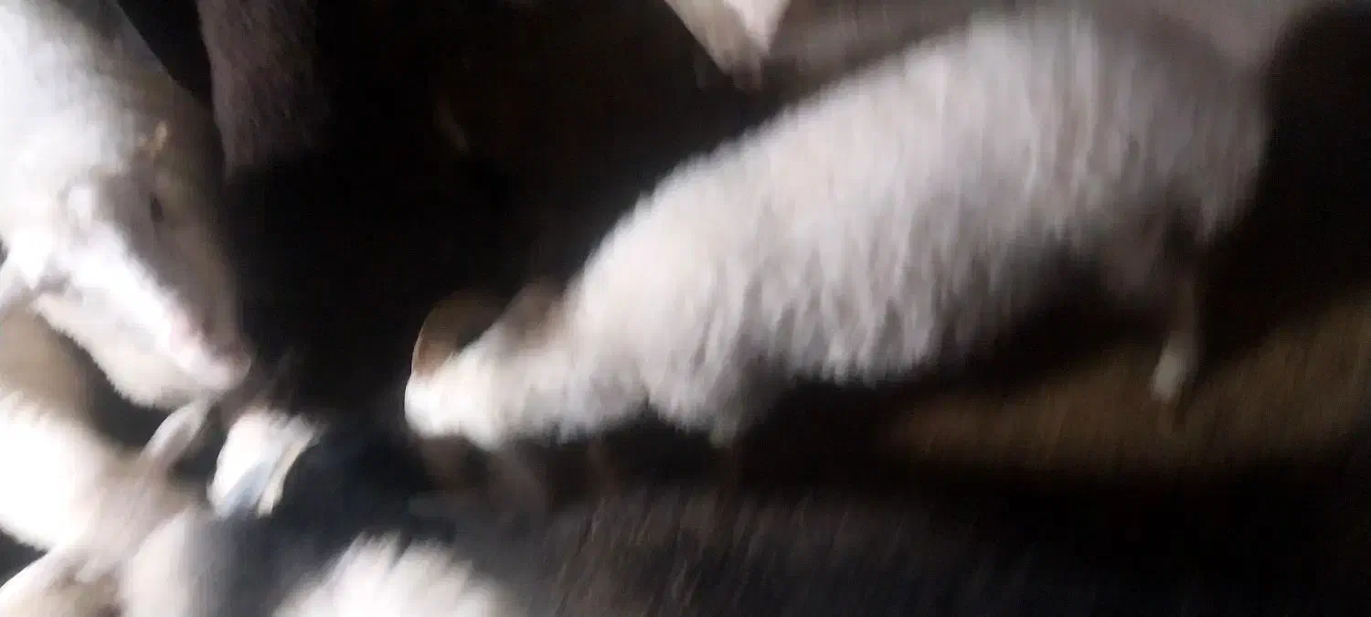 فروش گوسفند ابسته و با بچه|حیوانات مزرعه|رودسر, |دیوار