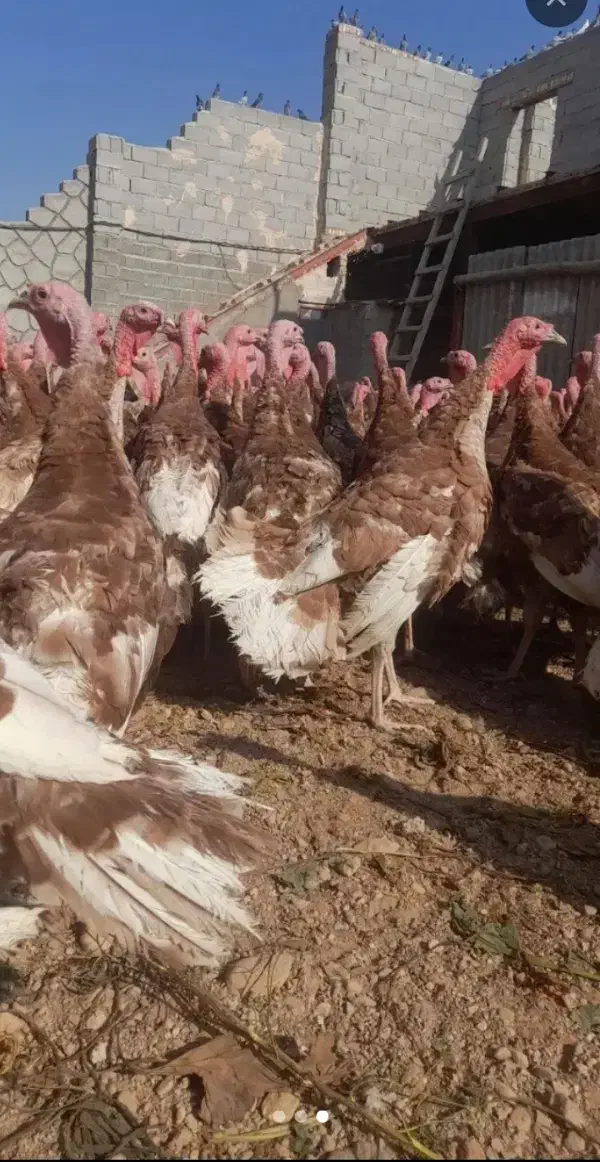 فروش بوقلمون جوان ۴تا۶کیلو|حیوانات مزرعه|بوکان, |دیوار