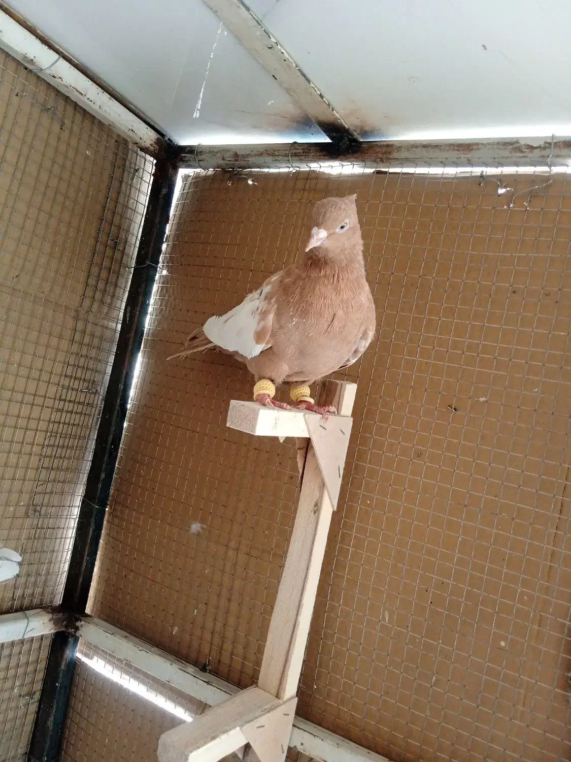 کبوترسینه زرد|پرنده|شیراز, سعدیه شمالی|دیوار