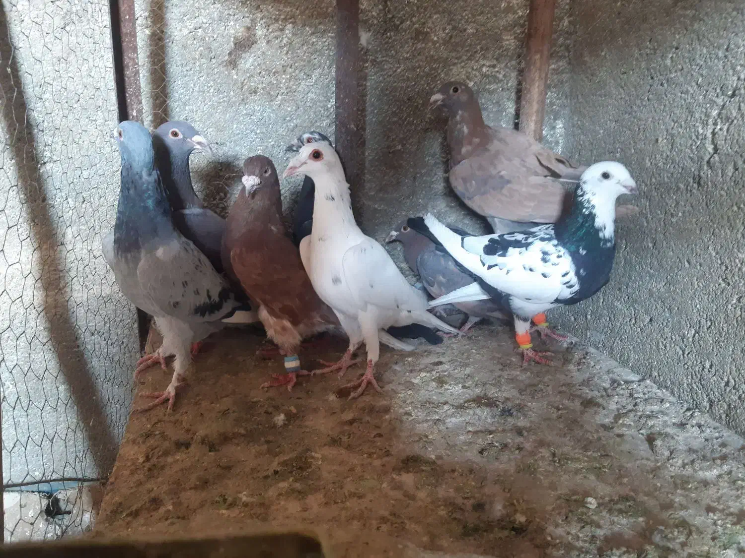 12تا کفتر پرشی مناسب|پرنده|میان ولایت, |دیوار