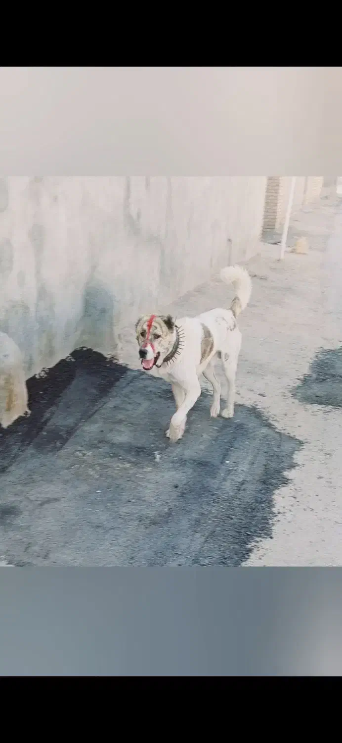 سگ گله|سگ|آبکوه, |دیوار