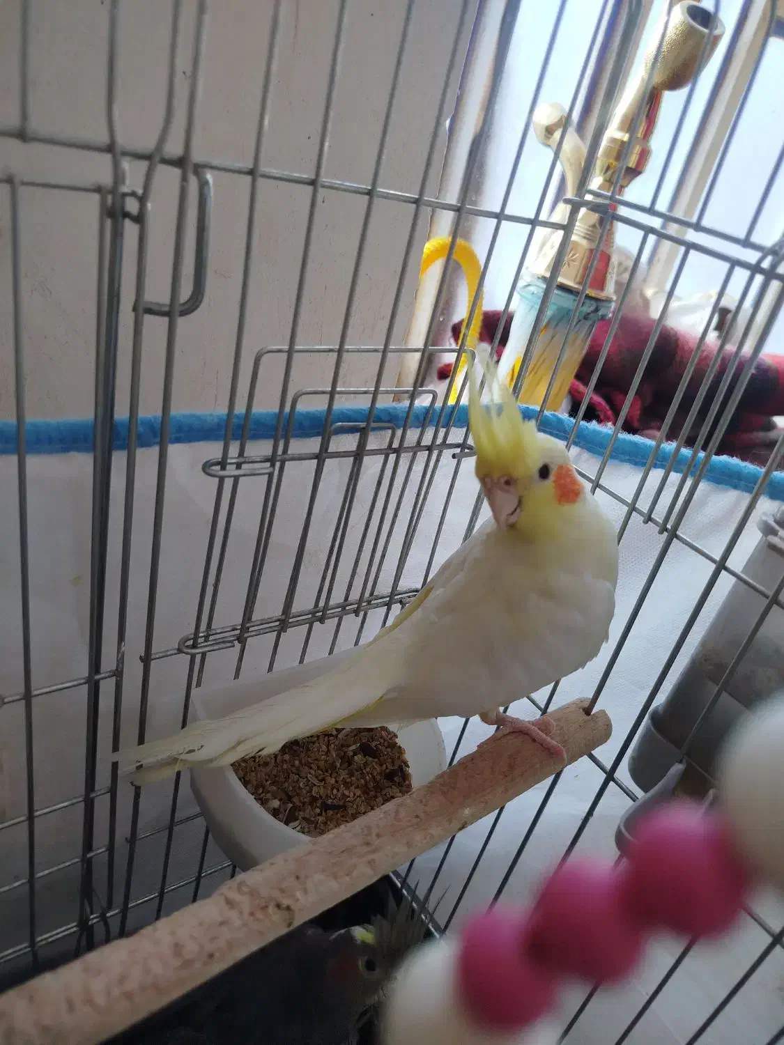 عروس هلندی جفت|پرنده|شادگان, |دیوار