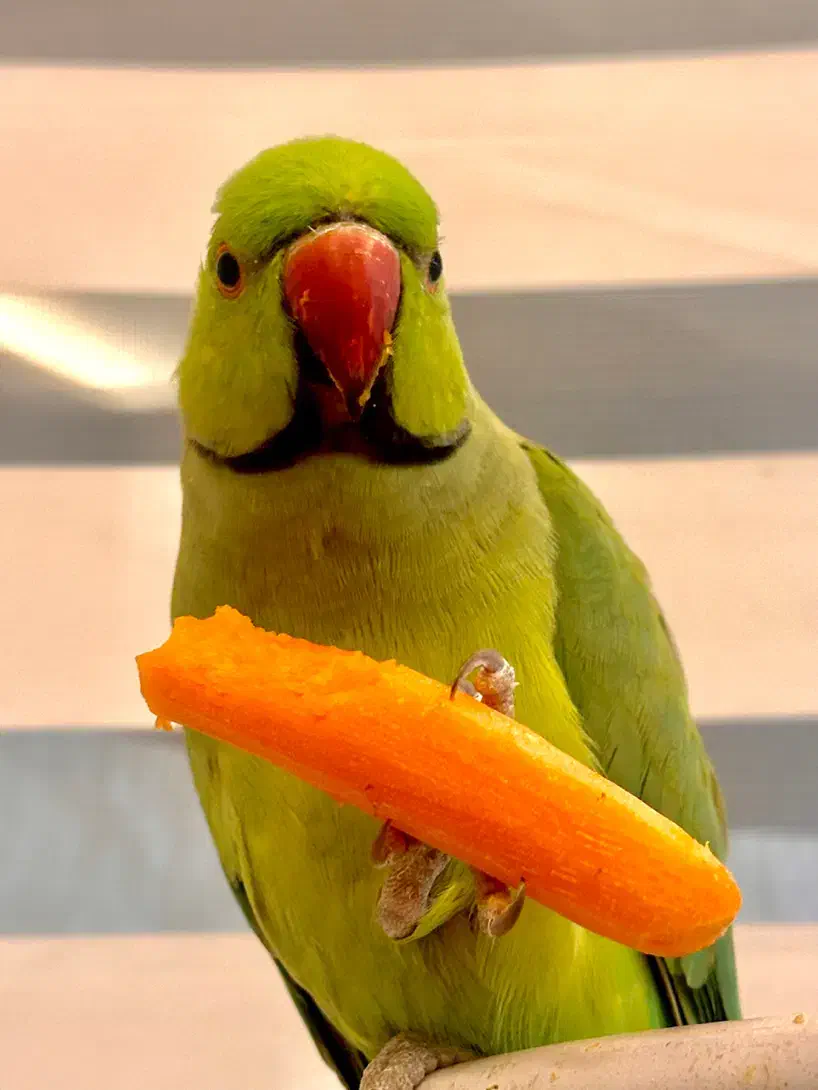 طوطی ملنگو گمشده مـژدگـانـی|پرنده|مشهد, دانشجو|دیوار