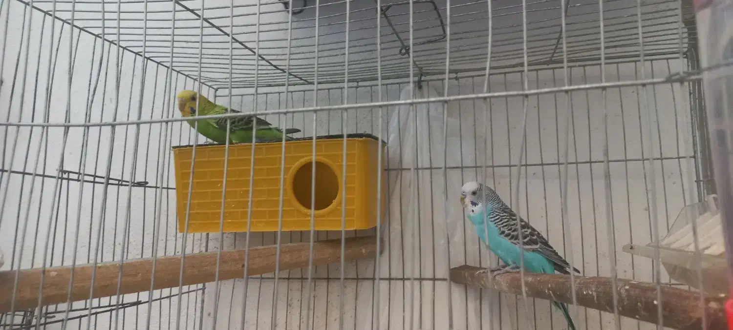 جفت مرغ عشق|پرنده|تهران, بیسیم|دیوار