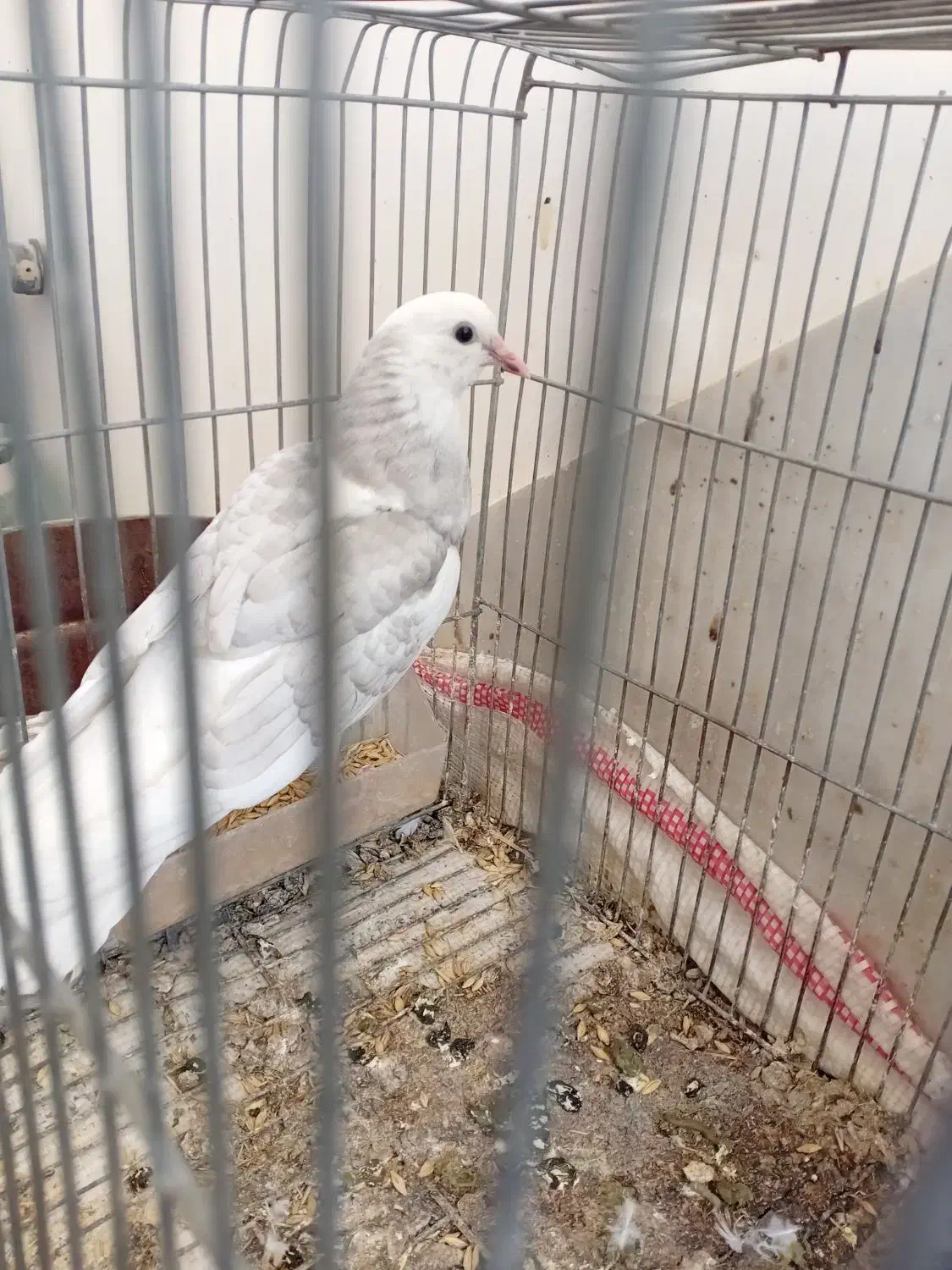 دوکت|پرنده|پیر بکران, |دیوار