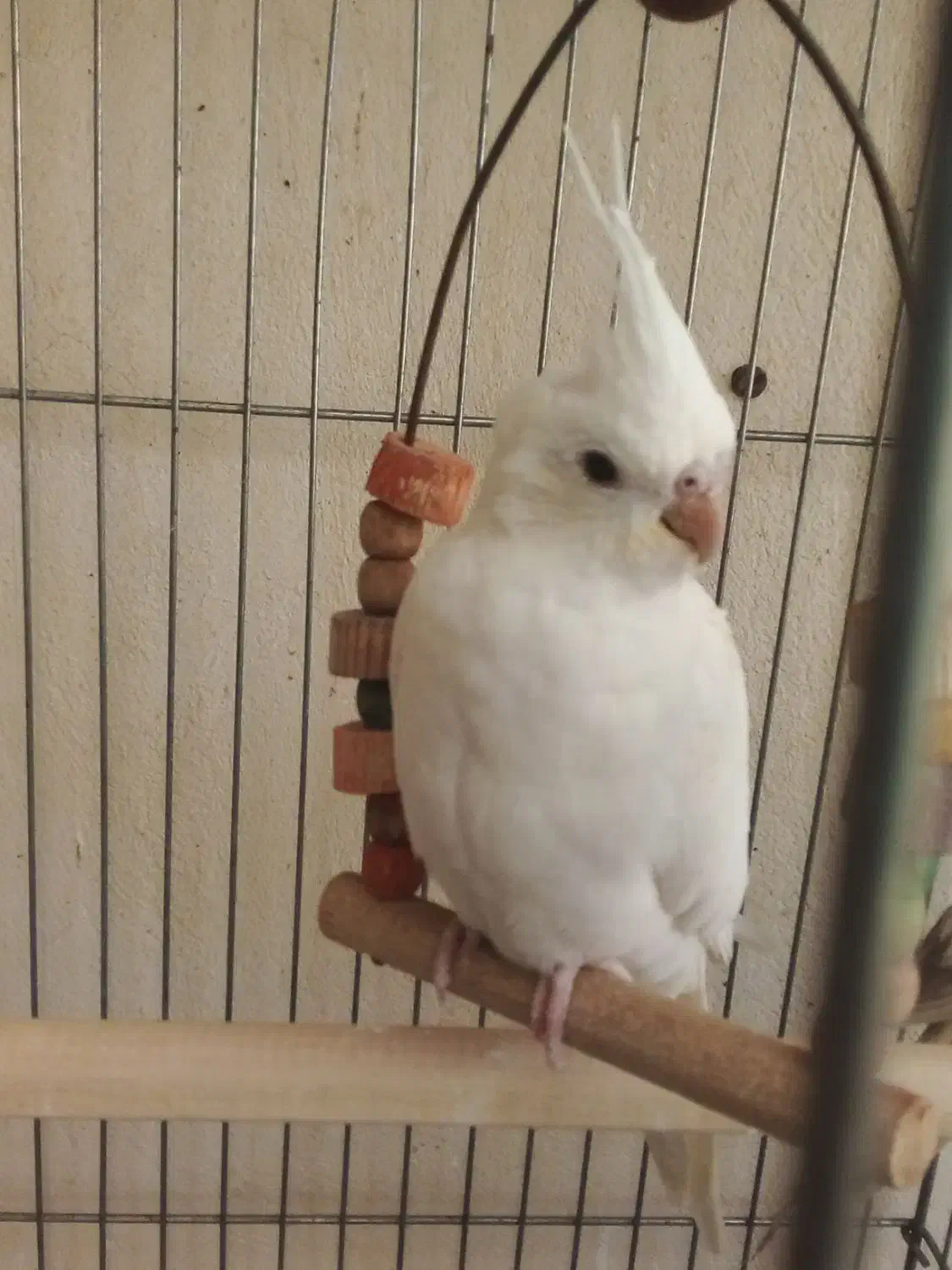 عروس هلندی|پرنده|مشگین شهر, |دیوار