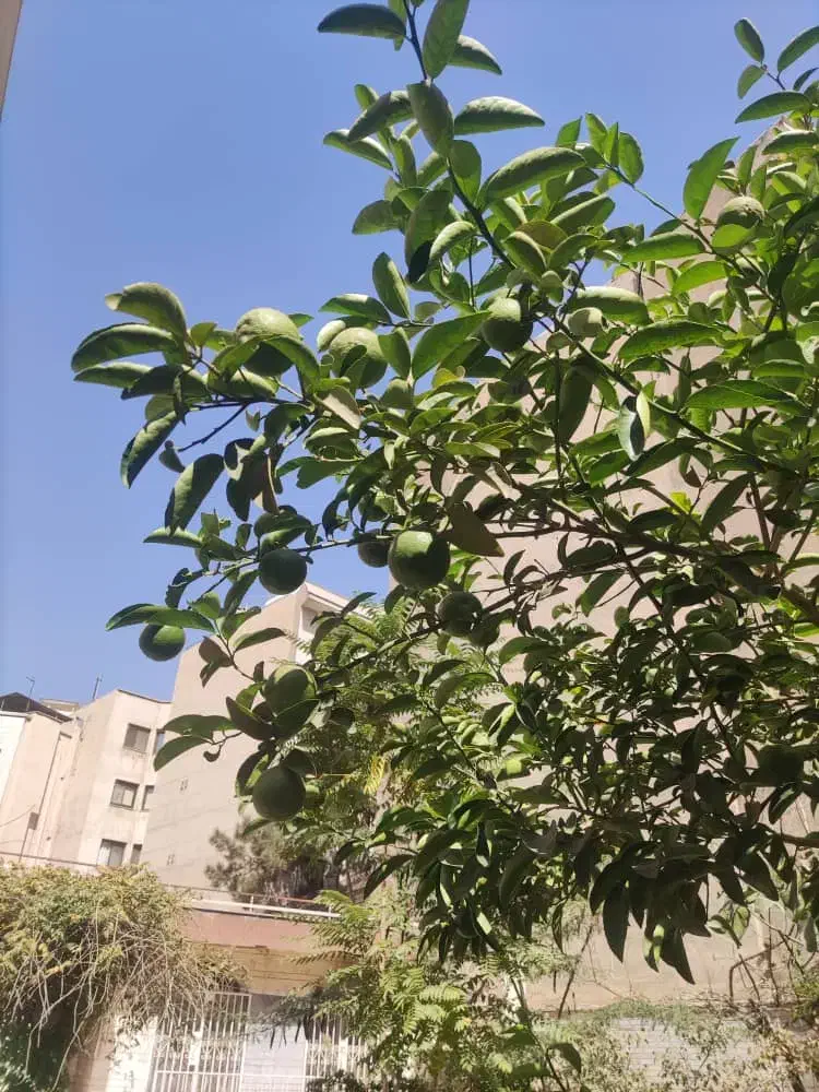 کلنگی ظفر گوی آبادی|فروش زمین و ملک کلنگی|تهران, زرگنده|دیوار
