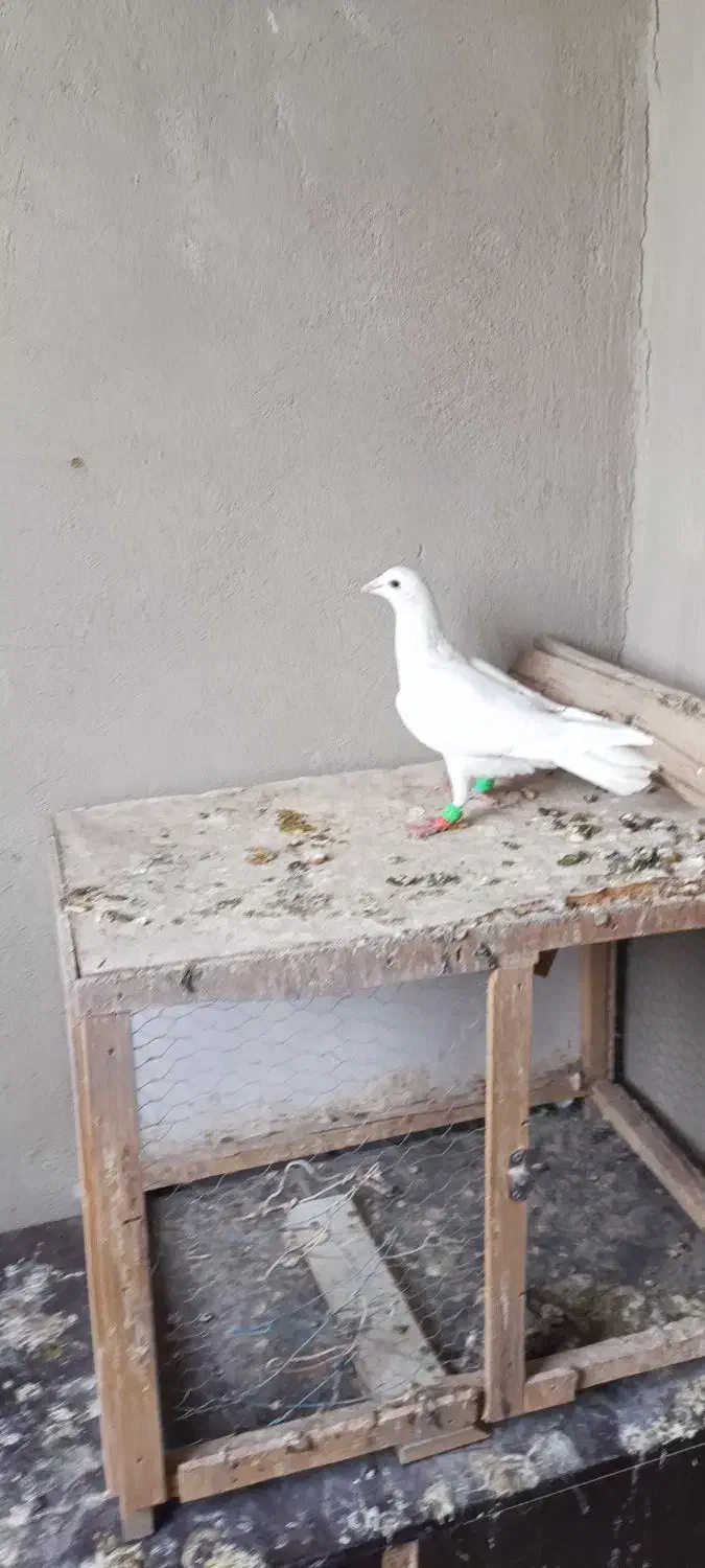 پرنده کفتر|پرنده|محمدیه-قزوین, |دیوار