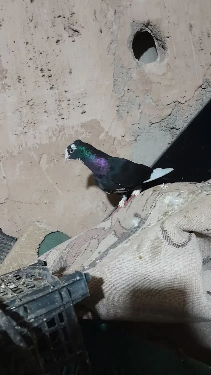 کفتر|پرنده|نیشابور, فیض آباد|دیوار