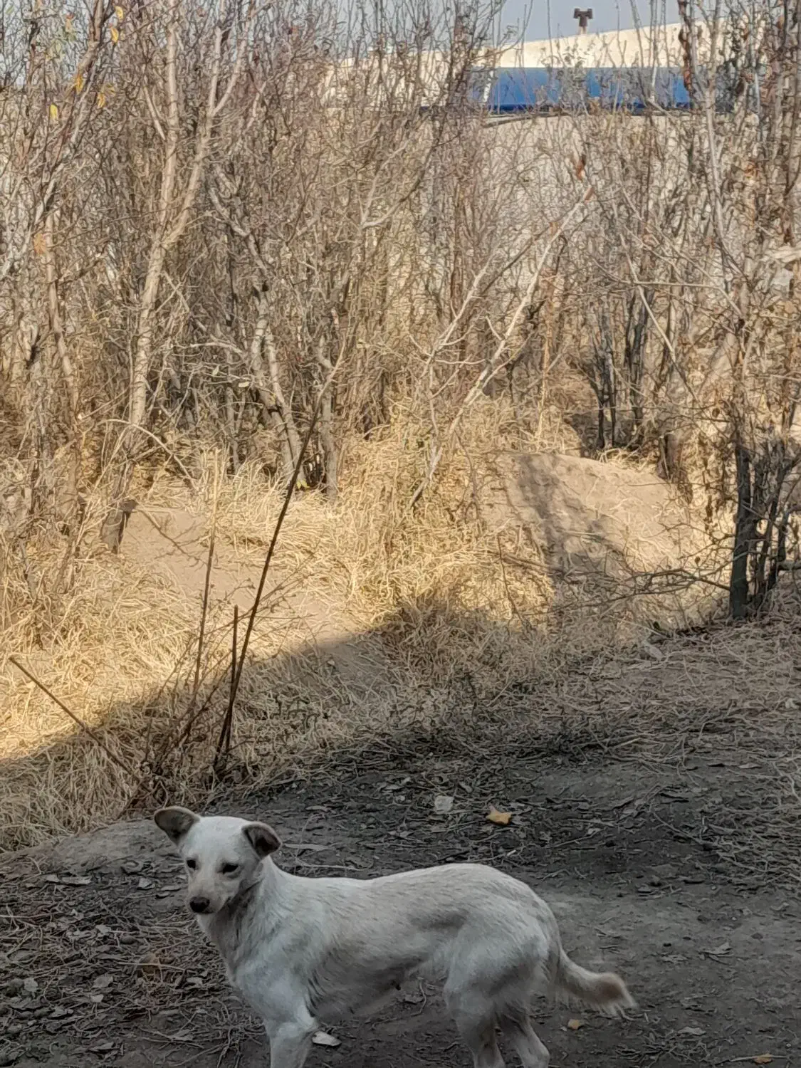 اشپیتز رایگان|سگ|تبریز, |دیوار