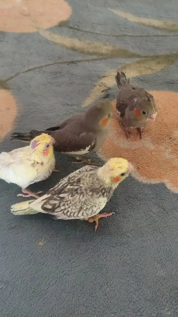 جوجه سی روزه|پرنده|تهران, شهرک دانشگاه|دیوار