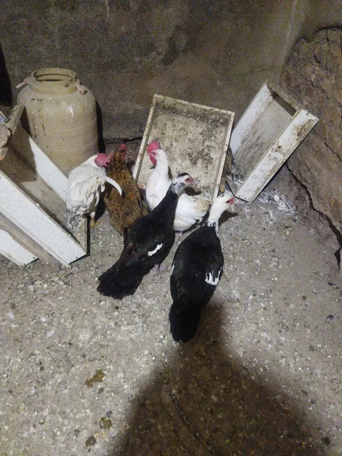 اردک اسرائیلی و مرغ محلی ومرغ سفید|حیوانات مزرعه|آبیک, |دیوار