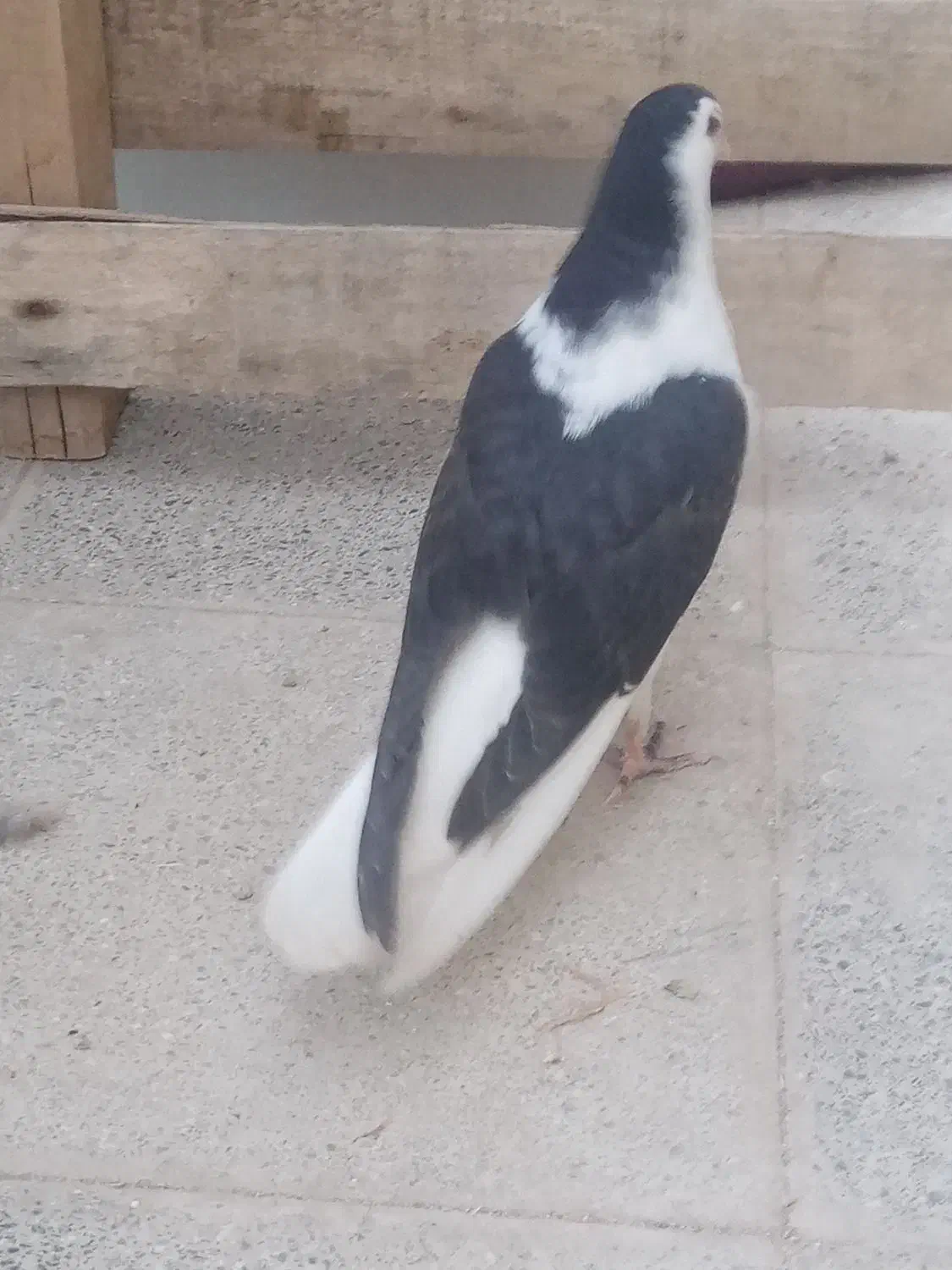 کفتر|پرنده|تربت‌حیدریه, ۴۵ متری|دیوار