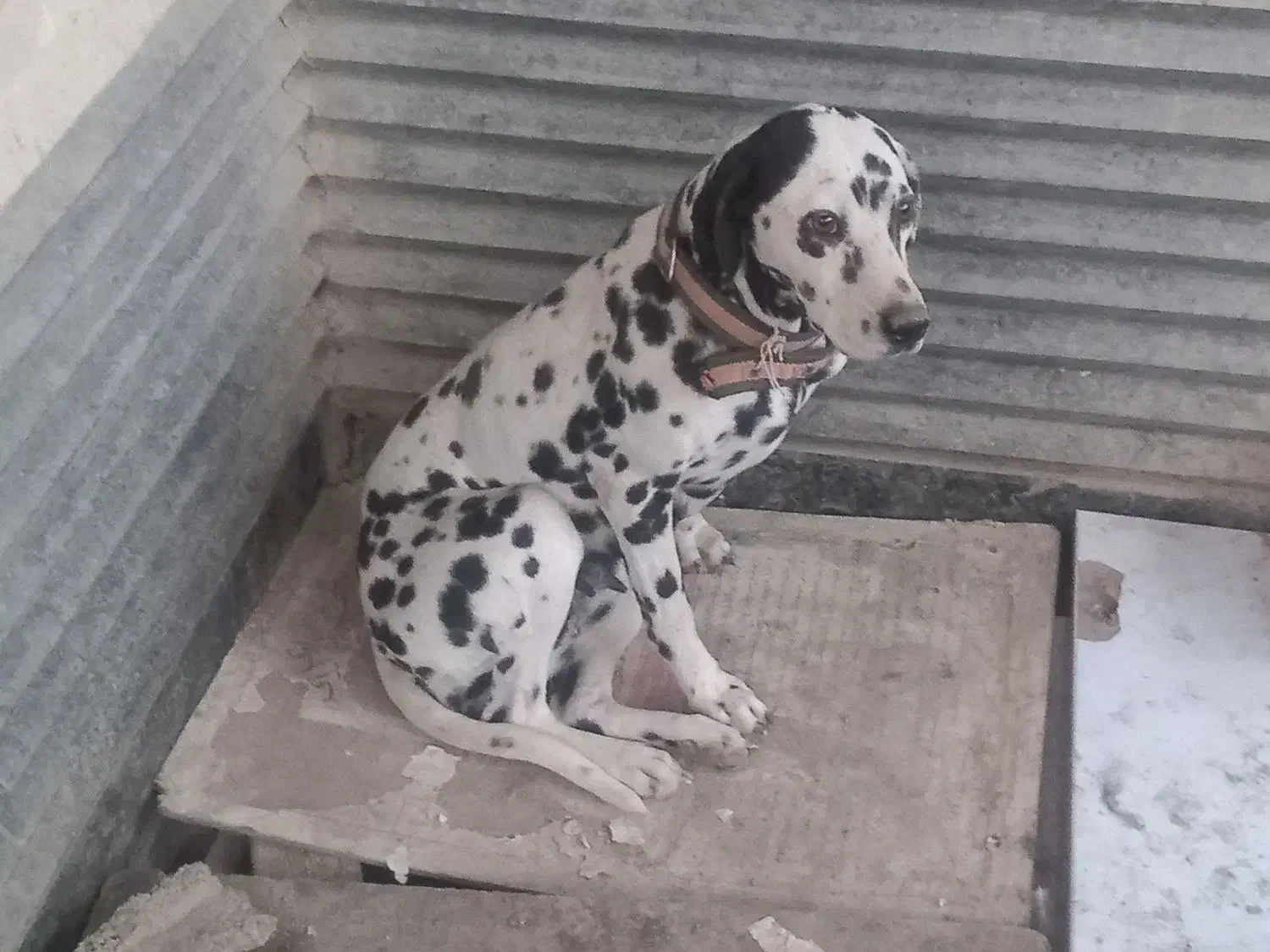 ماده دالمیشن ۲ ساله|سگ|چهارباغ, |دیوار