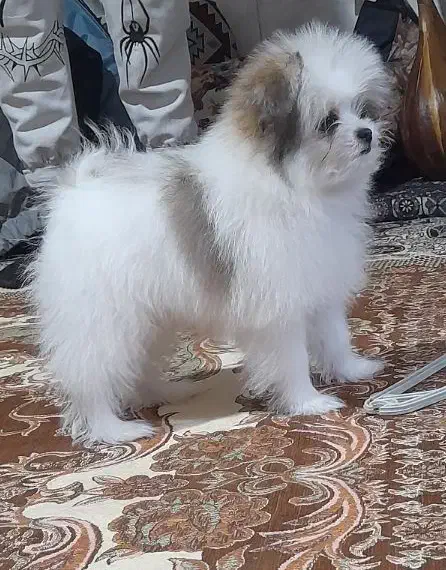 پامر خرسی|سگ|مشهد, شهرک شیرین|دیوار