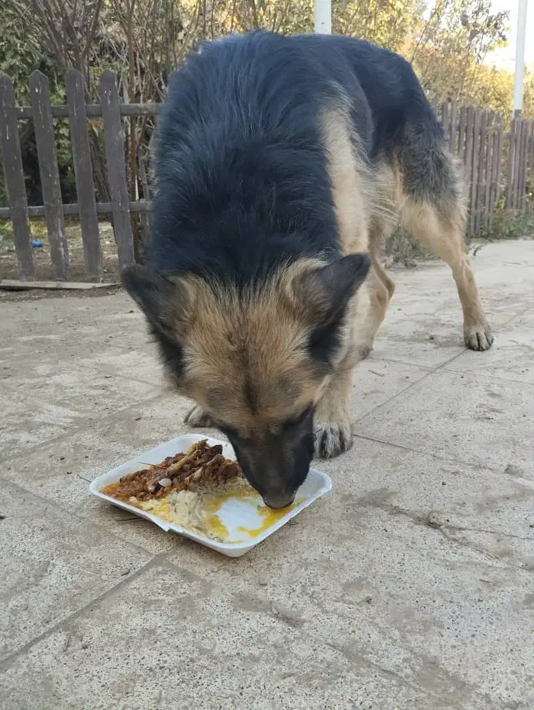 سگ ژرمن پیداشده|حیوانات|پیشوا, |دیوار