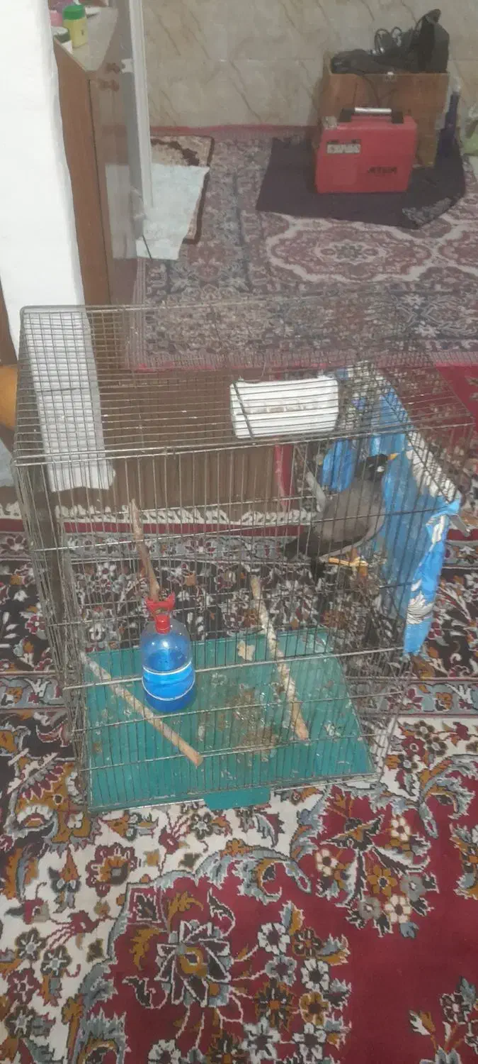 مینا سخنگو|پرنده|تهران, مسعودیه|دیوار