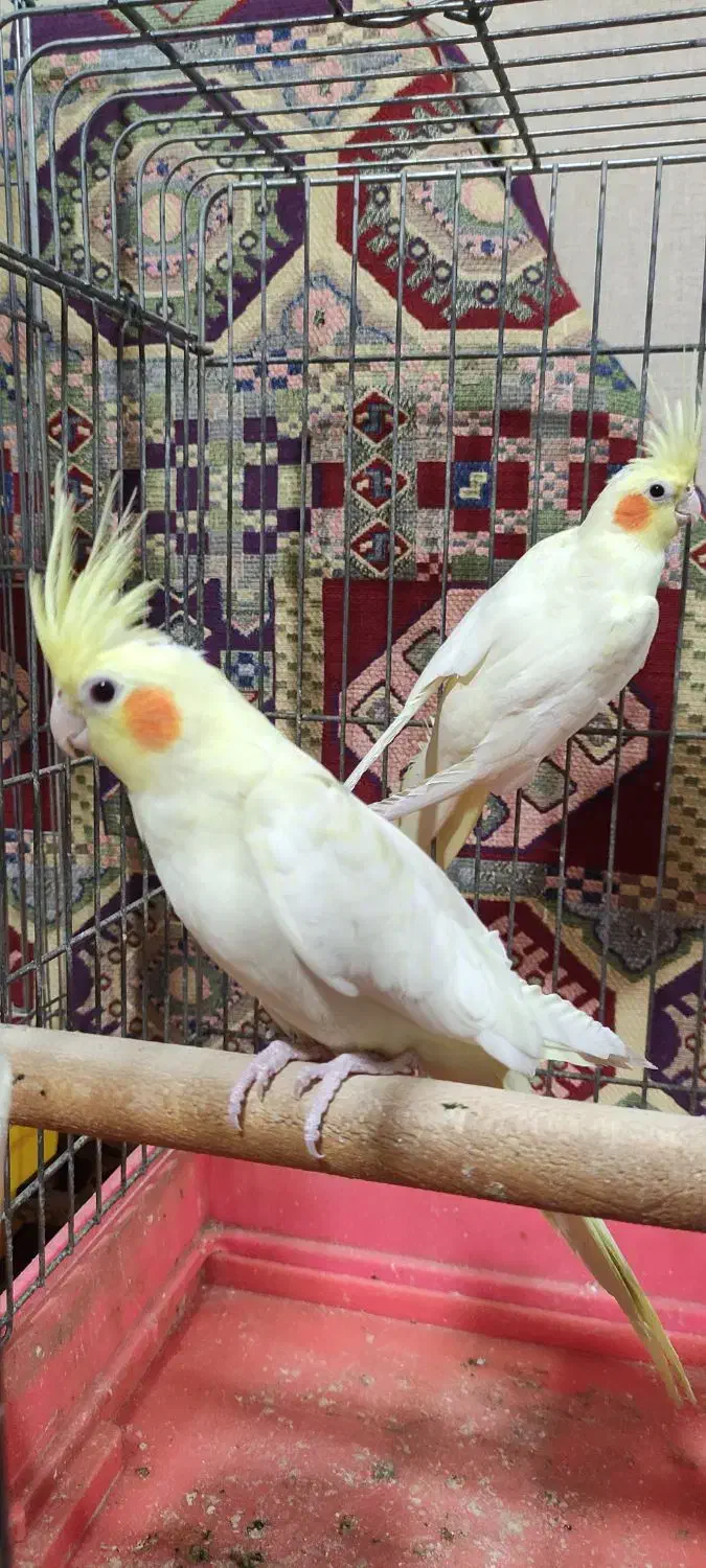 عروس هلندی|پرنده|شیراز, دلجو|دیوار